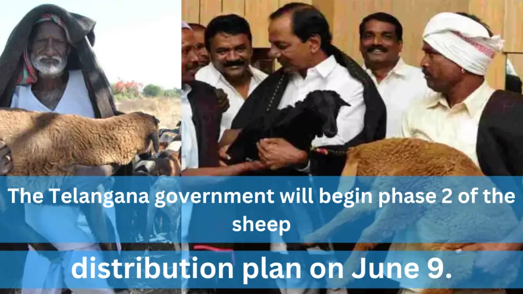 
The Telangana government will begin phase 2 of the sheep distribution plan on June 9.
