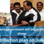 The Telangana government will begin phase 2 of the sheep distribution plan on June 9.